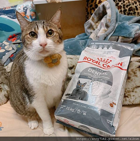 [萌寵●毛孩]貓飼料推薦開箱｜ROYAL CANIN"法國皇家"-潔牙保健030，營養均衡完整，特殊口感的顆粒，毛孩邊咀嚼時邊潔牙，精準均衡的營養配方～