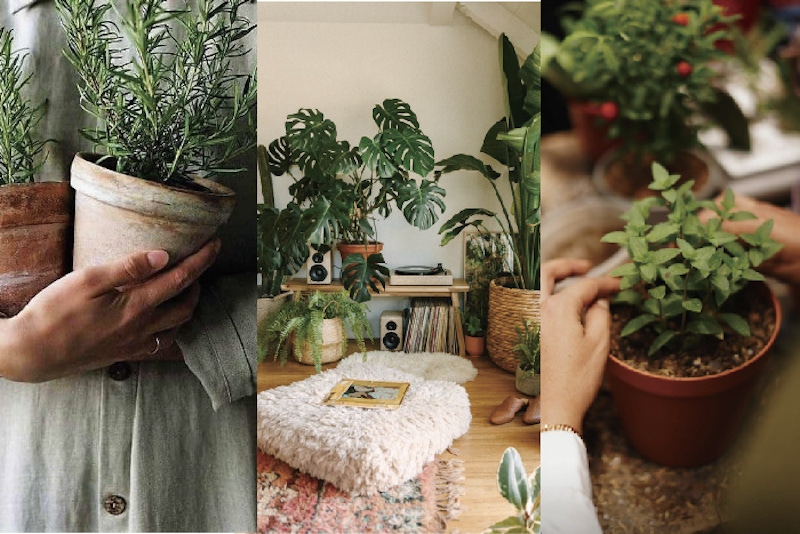 居家種植真的超夯，8種網民最推居家植物收藏起來！