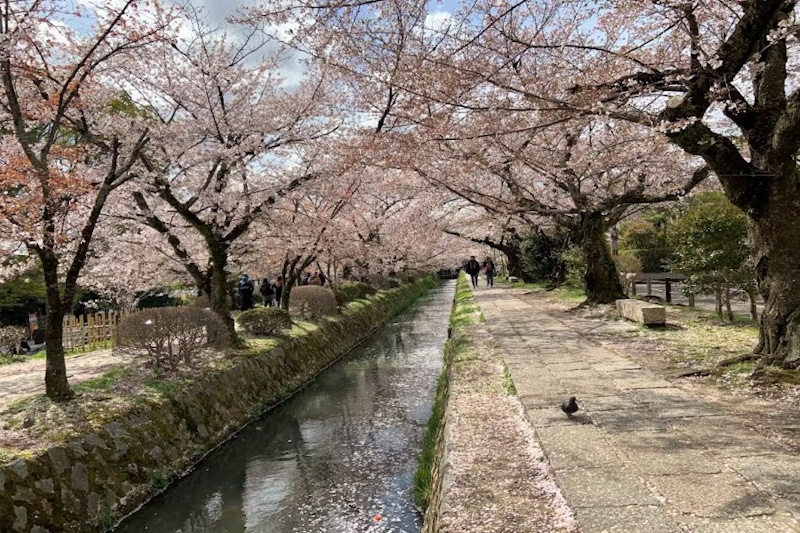 日本賞櫻決勝備忘錄：哪些賞櫻名所最推薦、怎麼賞最不出錯？開花和滿開不一樣？見頃是什麼？