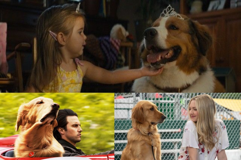 狗派請進！6部人生必看的感人狗狗電影，牠教會我們無條件的去愛！