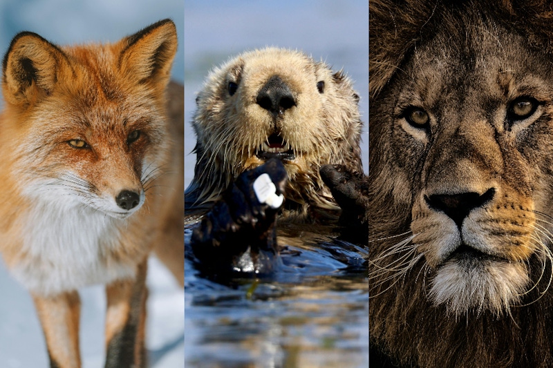 超可愛！16型人格MBTI X 動物人格配對全解析～INFP是可愛水獺、ENTJ是霸氣獅子⋯快來看看你是哪一種動物代表！