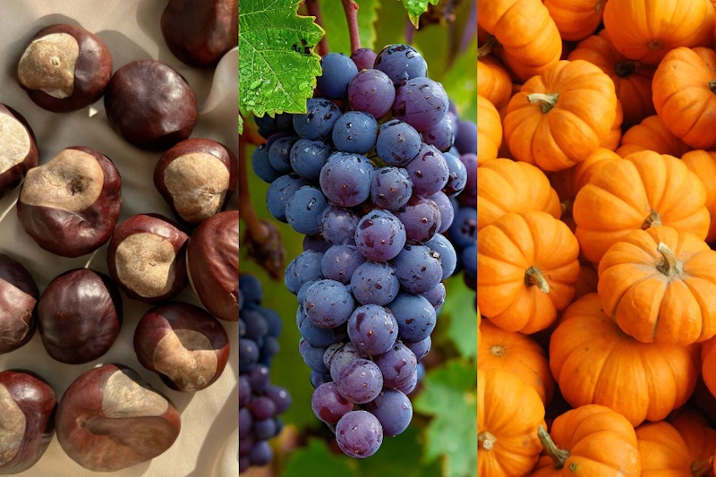 台灣秋天時令食材吃什麼？去哪裡吃？甜柿、葡萄、栗子⋯10 種必吃美食＋產地推薦，一起來趟秋季美食之旅！