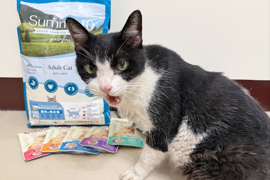 [寵物]afoopet阿虎-貓咪主食【森咪特、寵湯工坊、波塔】Cindy開箱