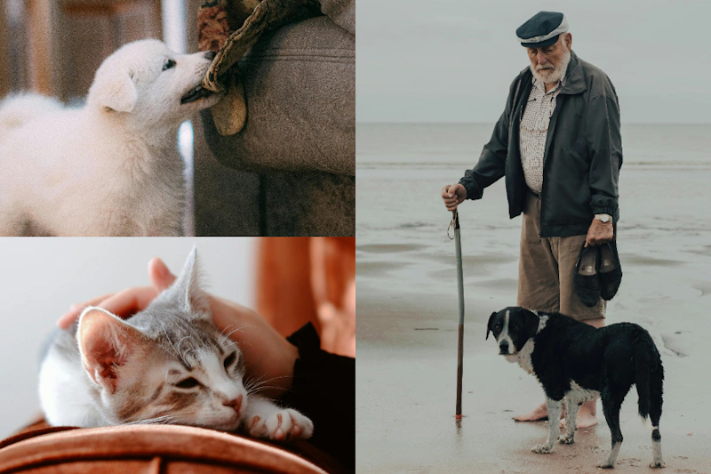 養寵物的好處是什麼？我該養隻貓／狗嗎？在決定之前，可以先問問自己這10個問題⋯